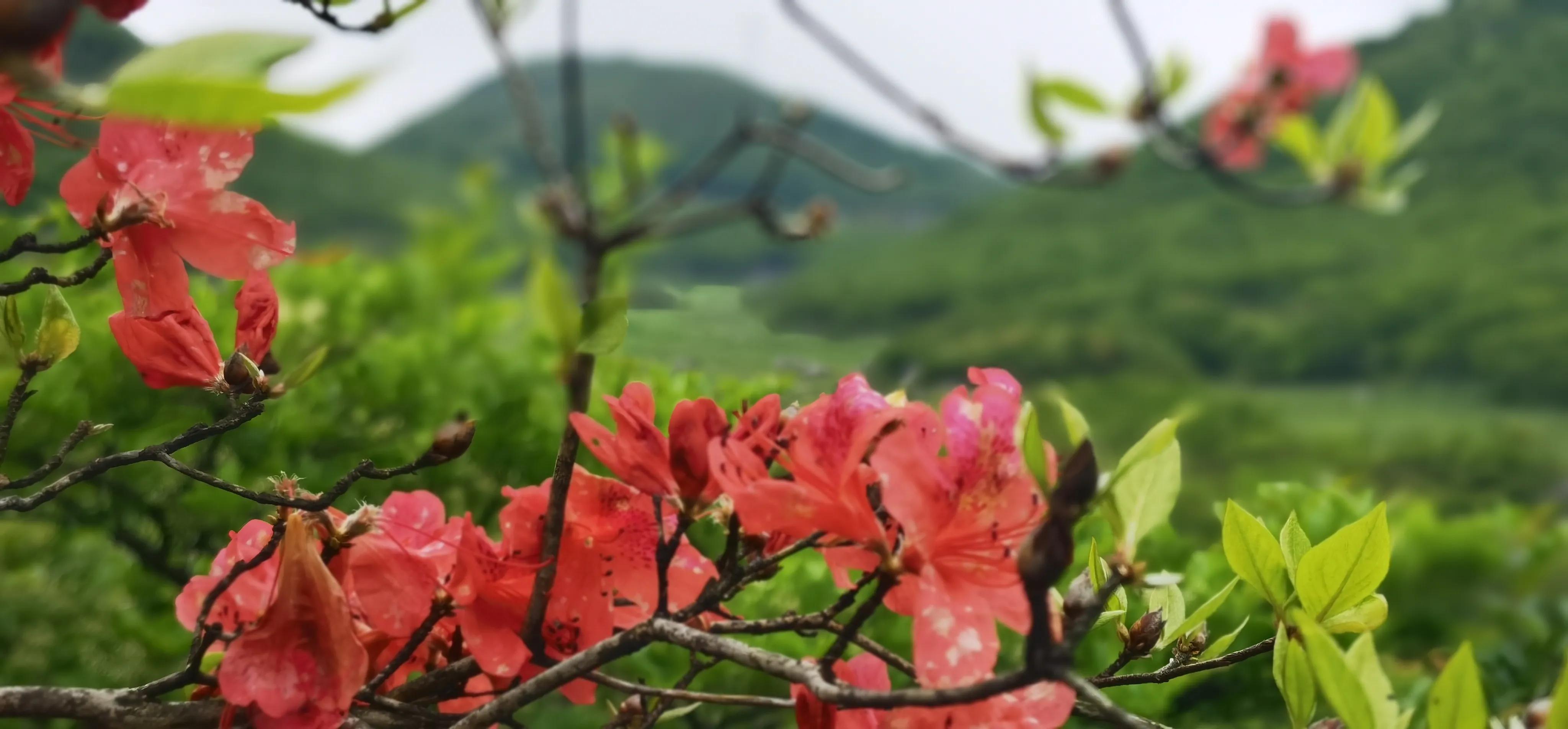 浏阳大围山森林公园浏阳河源头,大围山杜鹃花在哪个景点看