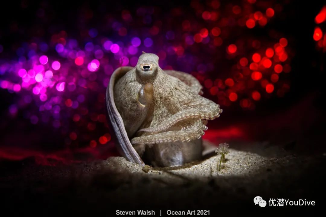 大海水下摄影作品欣赏,oceanart