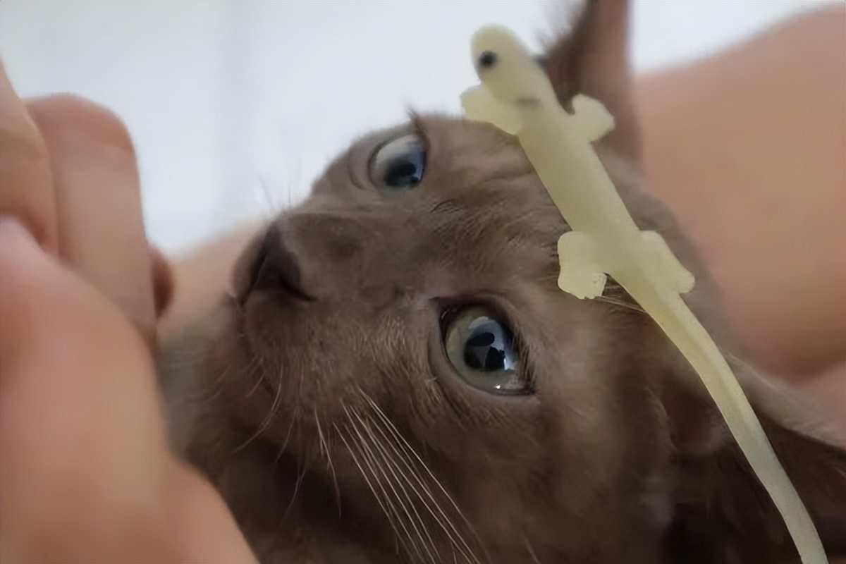 为什么给猫咪剪指甲会咬人,给猫咪剪指甲时凶人