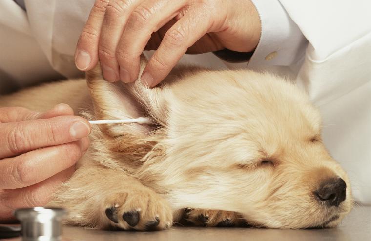 如果狗狗体内有虫有什么症状,狗狗没有耳螨但是耳朵老臭怎么办