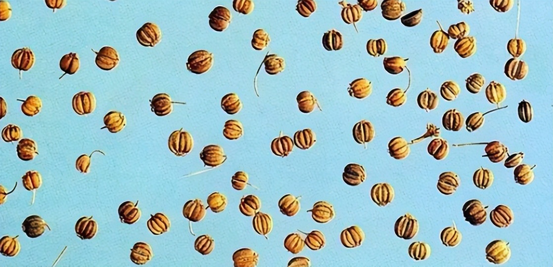 带你识别中草药,带你识别仙鹤草