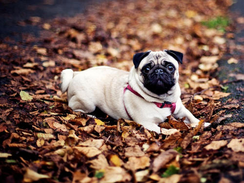 怎样看巴哥会不会说话,巴哥调皮怎么办