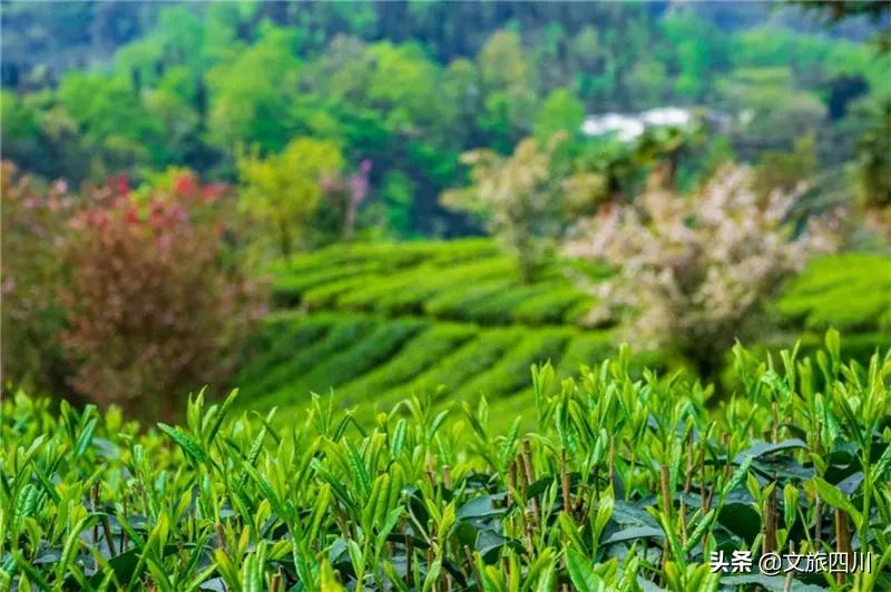 国际敬茶日,国际茶日徽茶迎天下