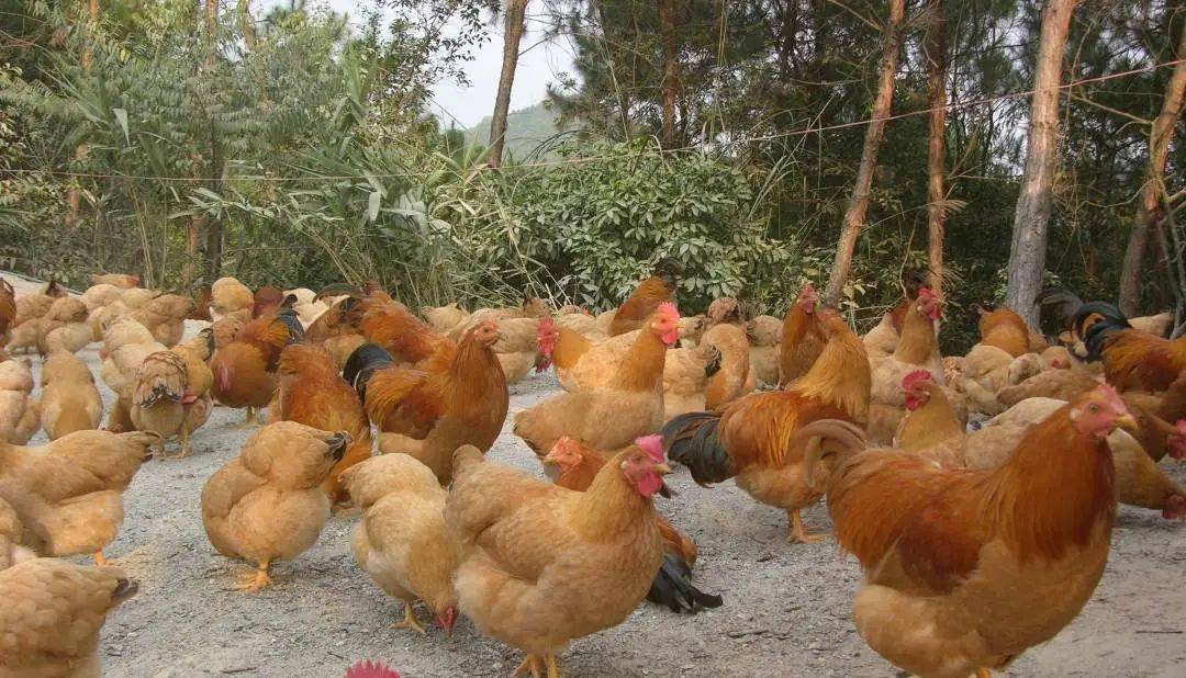 家禽风寒感冒,禽类风寒感冒怎么用药