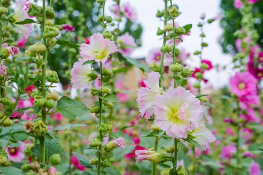 关于蜀葵的诗词名句,蜀葵花的古诗句