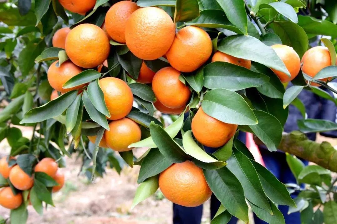 迪斯科品牌大使|严苛之下，更得人心