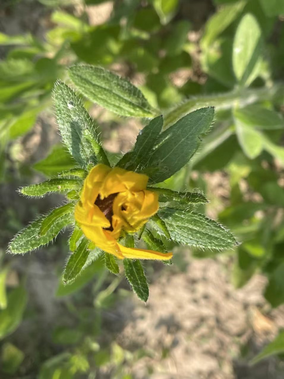 金菊花寓意是什么,黄心金菊花寓意