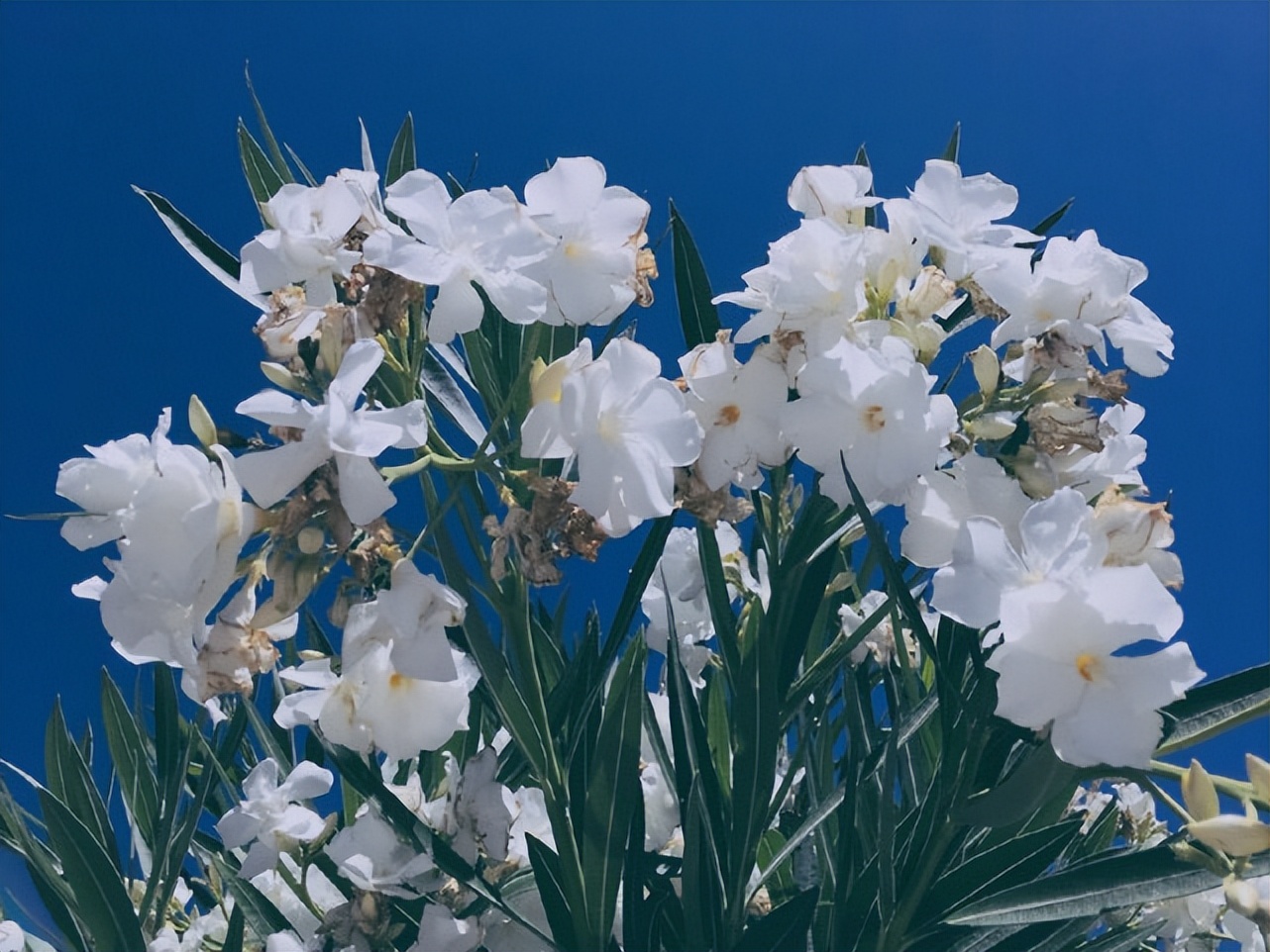 处女座能控制什么,处女座能驾驭巨蟹么