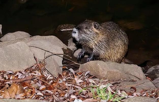 上海多地出现巨型老鼠新闻报道,上海老鼠最小的有10斤是真的吗