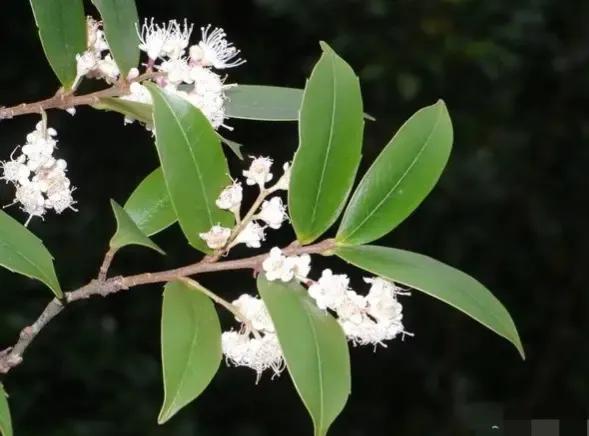 春天十种最美的花名字,花名带冬的有什么花