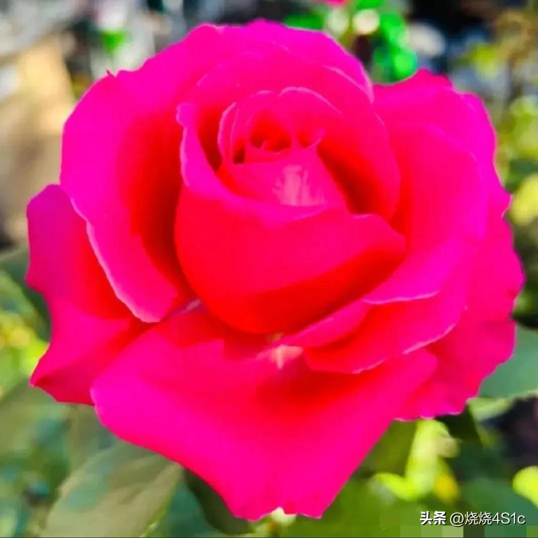 月季花开姹紫嫣红争奇斗艳,月季花开了千姿百态美不胜收