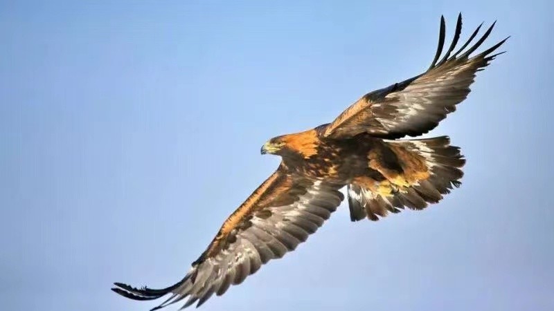 世界最奢侈的宠物狗,迪拜土豪的宠物鹰猎