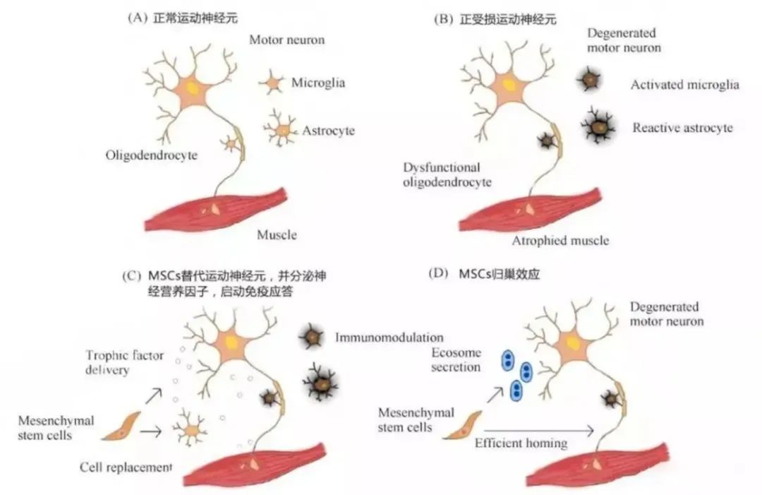 细胞科普小文章,细胞科普大全