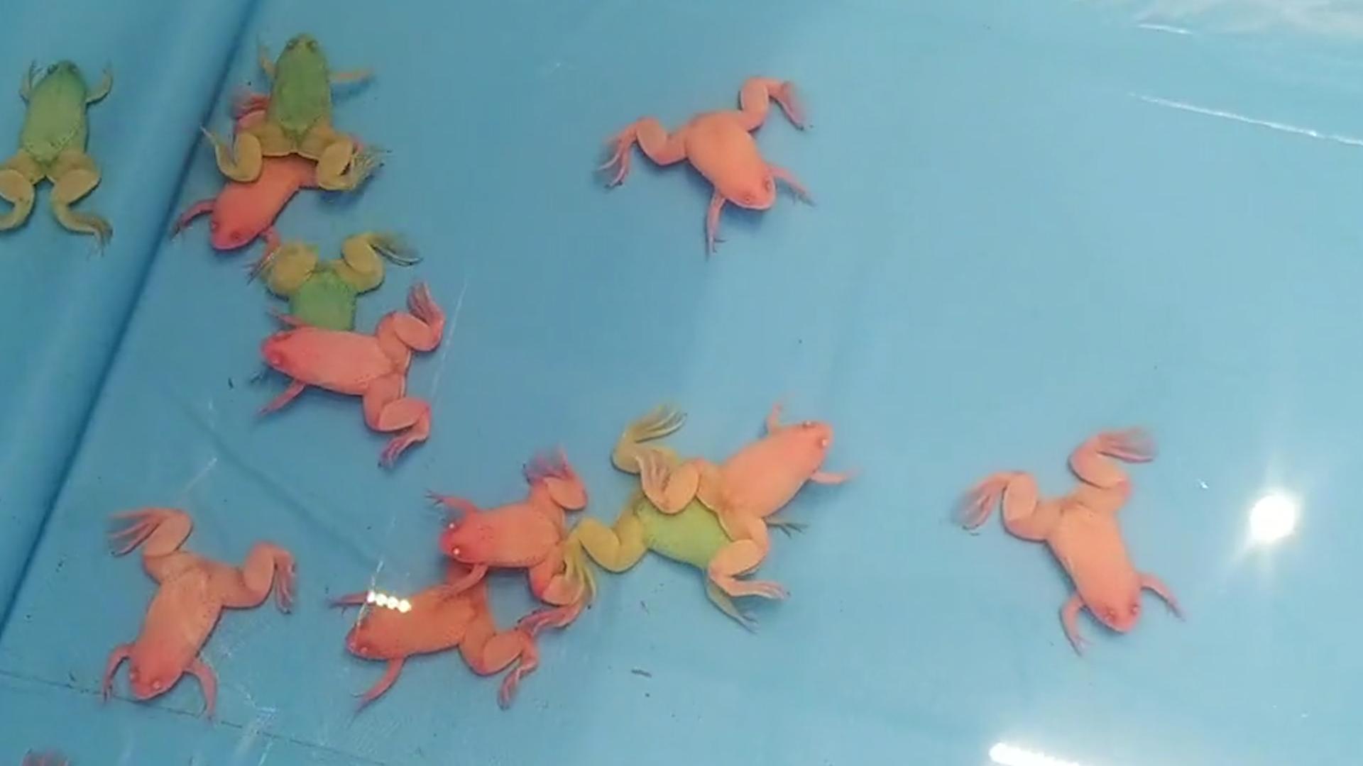 街边卖的彩色青蛙,街上卖的十块钱一斤的蛙