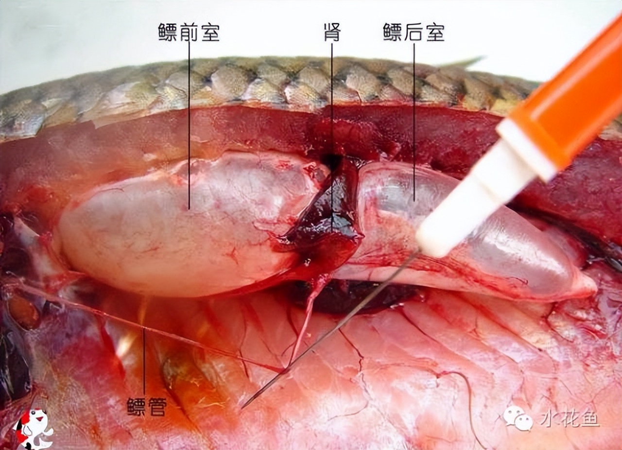 鱼的内部器官构造,鱼类的器官特征