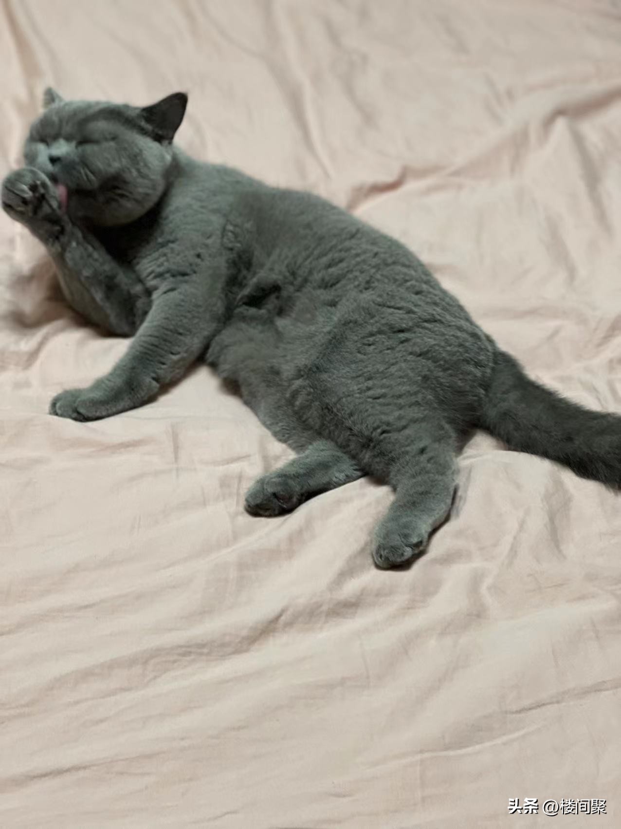 养了一个星期的宠物猫,养一只便宜的宠物猫一个月