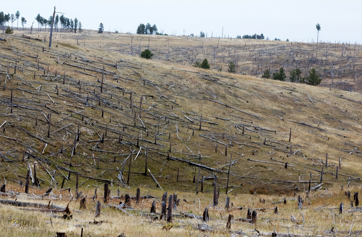 地下真菌网络：菌丝网络，在植物间信息传递、养分共享面的作用