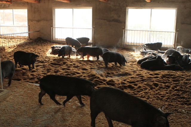 温氏养猪养殖户加盟需要什么条件,温氏养猪加盟合作模式