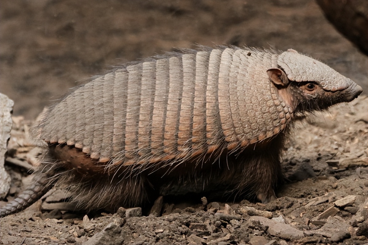 犰狳巴西,犰狳是巴西的国宝吗