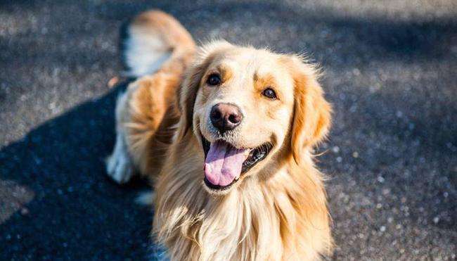 狗狗新手攻略笔记,狗狗饲养指南txt