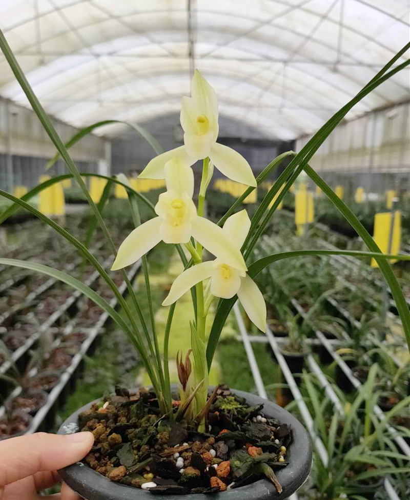 春兰名品雪影欣赏,春兰雪影和白雪公主哪个好