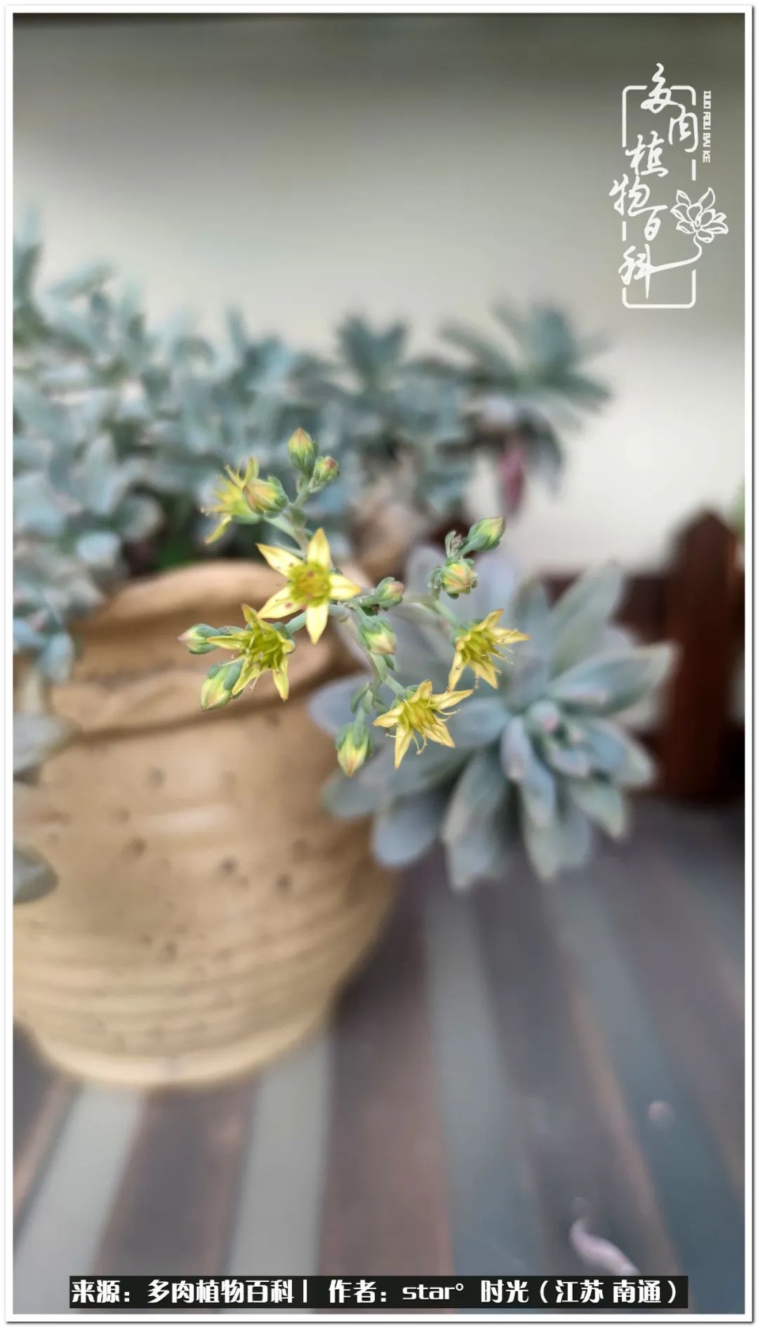 养花草怡心怡情,一棵多肉治愈心情