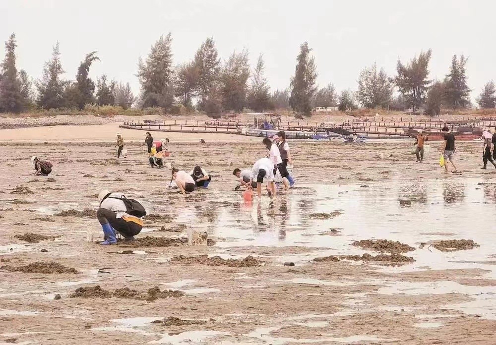 赶海怎么才能有收益,赶海的都是怎么赚钱