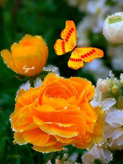 千字文诗社,第591期连天芳草翠，杨花柳絮飞