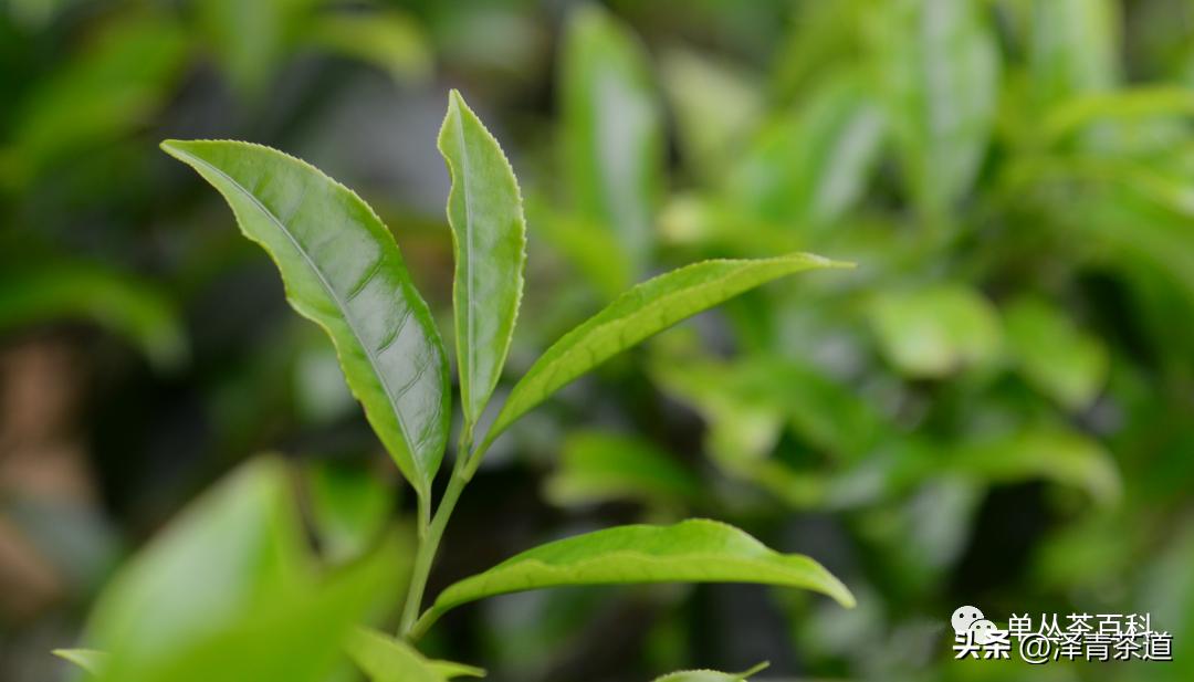 了解一下凤凰单丛,了解凤凰单丛