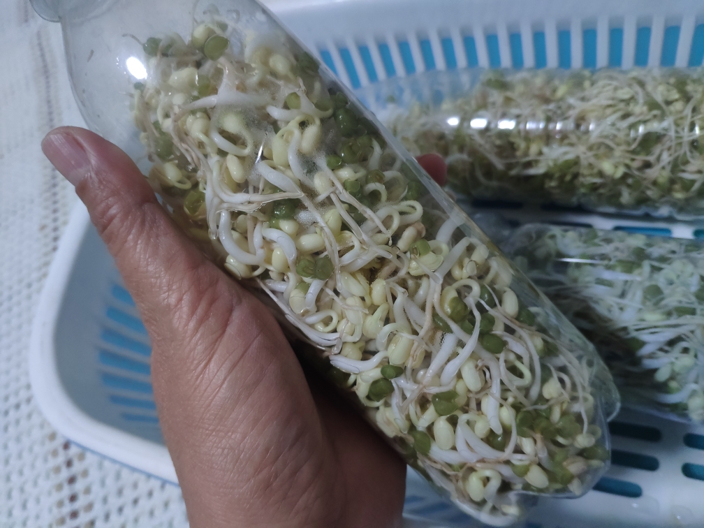 豆芽发苗神器,家用豆芽机发豆芽菜的简单方法