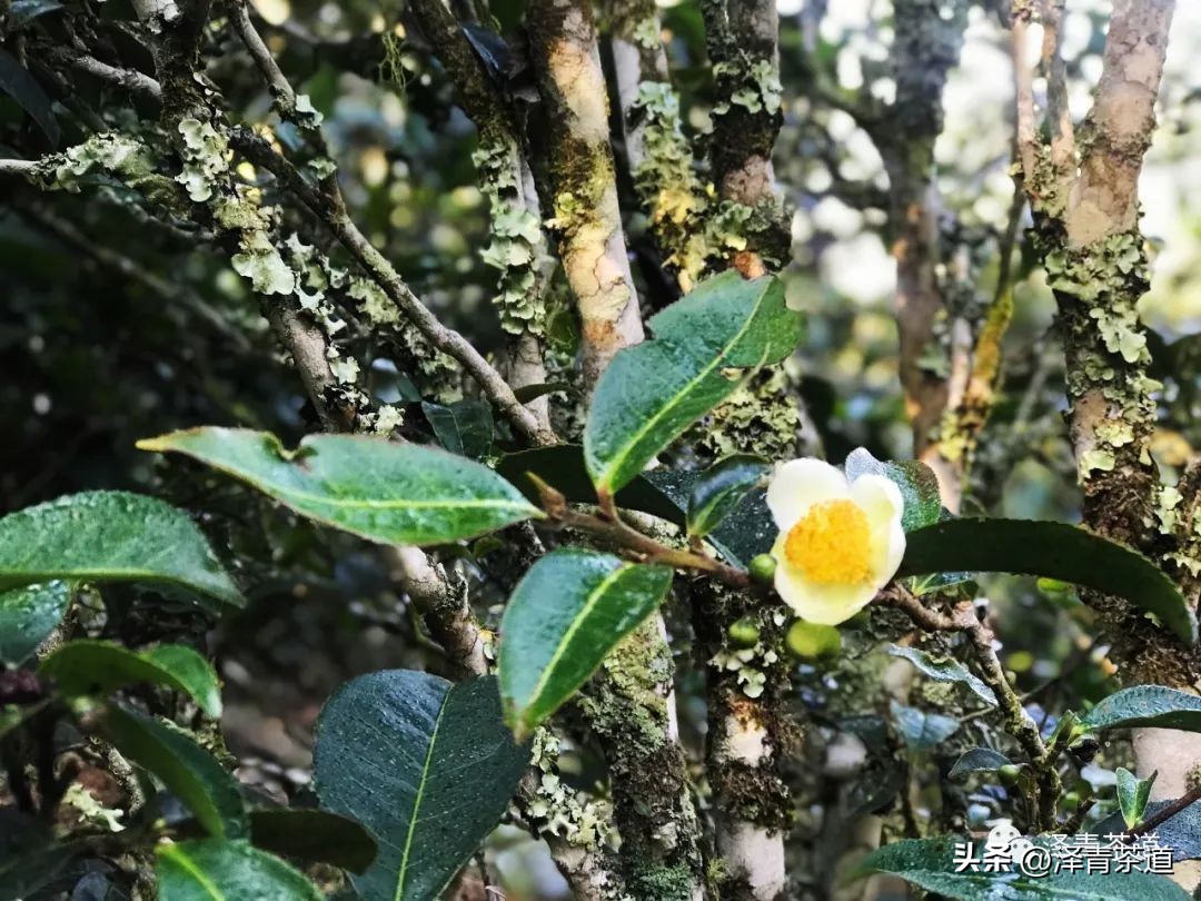 茶树为什么多生“南”而不生“北”？