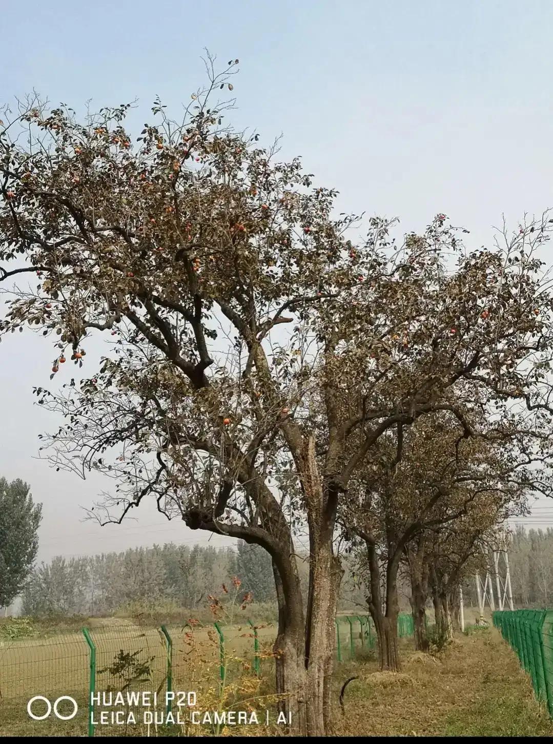 成武县古树,临武县古树