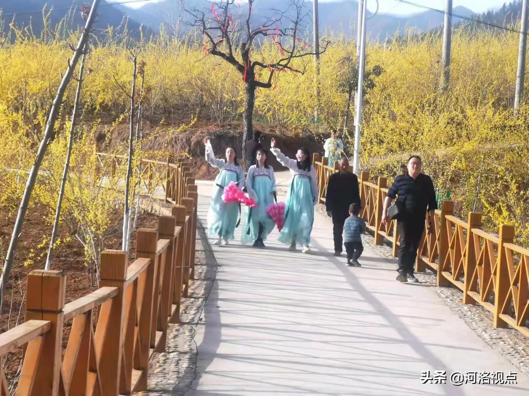 卢氏连翘最大培育基地,连翘第一县卢氏