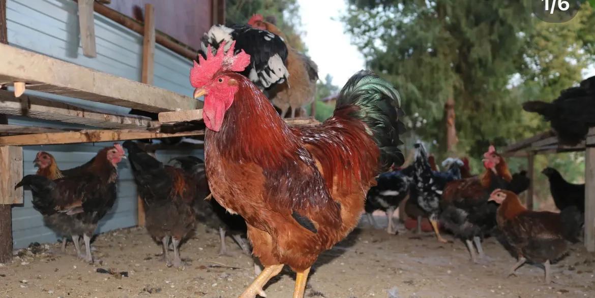 散养鸡的快乐生活,我的养鸡生活29天完整版