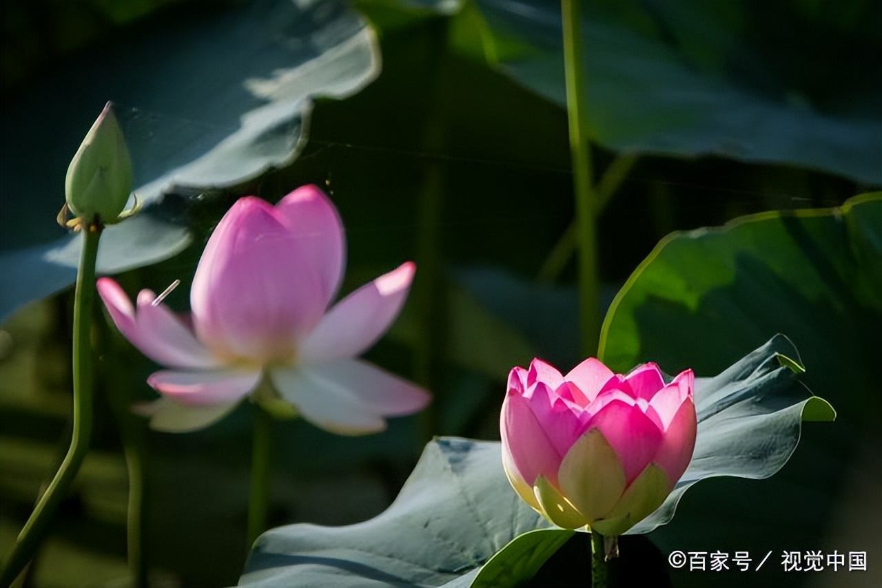 比起炫富，人们更喜欢炫贫。中美文化大不同