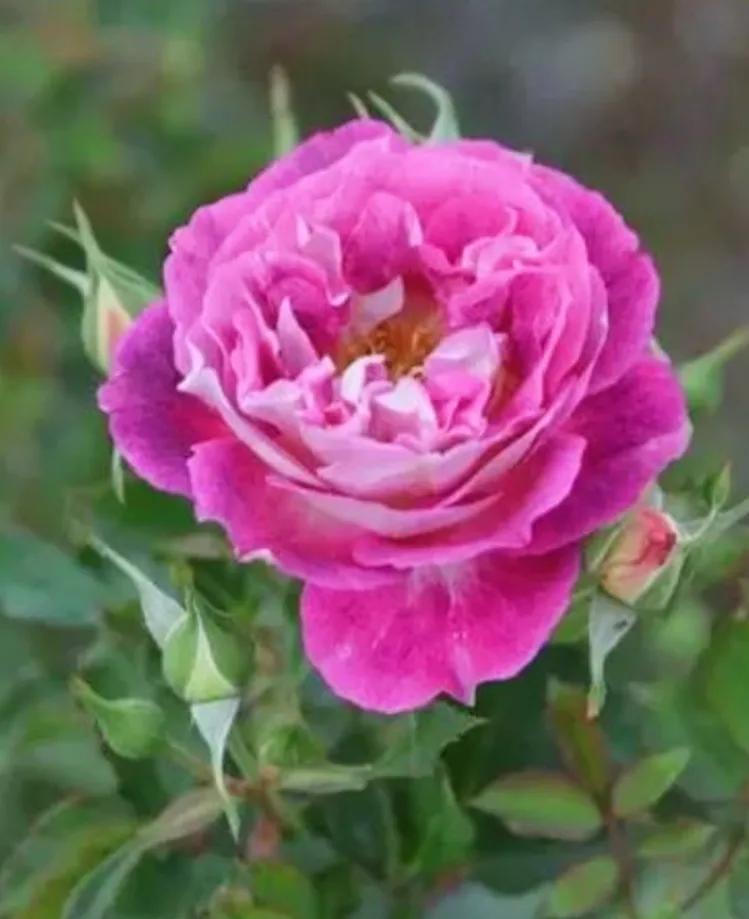 在头条创作4天的心路历程,头条创作注意事项