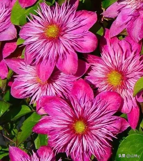 五颜六色的花朵养眼舒心,灵动秀美的花朵图片