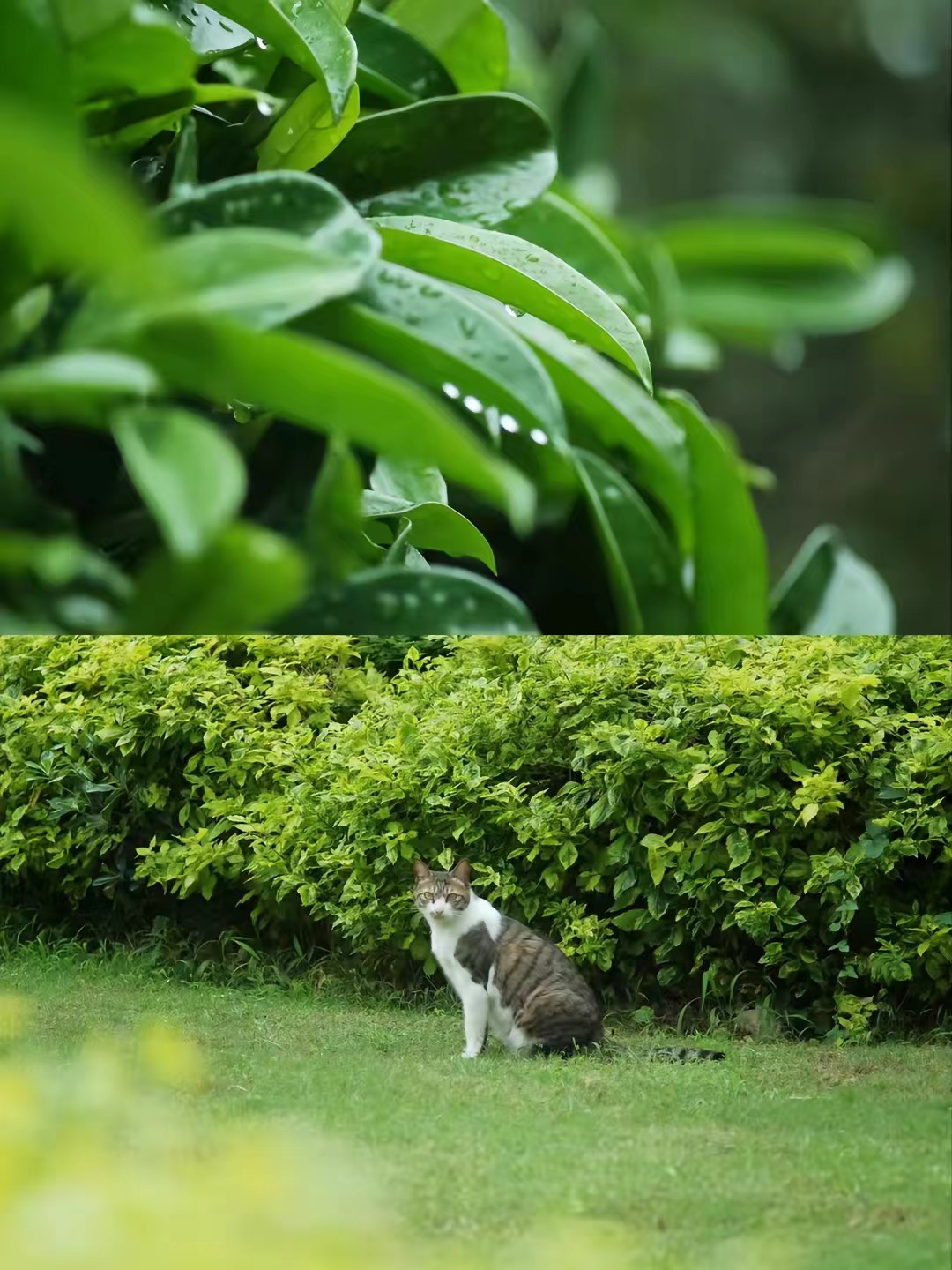 富士长焦镜头55-200拍视频怎么样,富士长焦镜头100-400多少钱二手