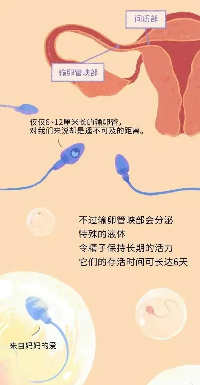 精子在人体24小时经历了什么,精子在人体24个小时都经历了什么