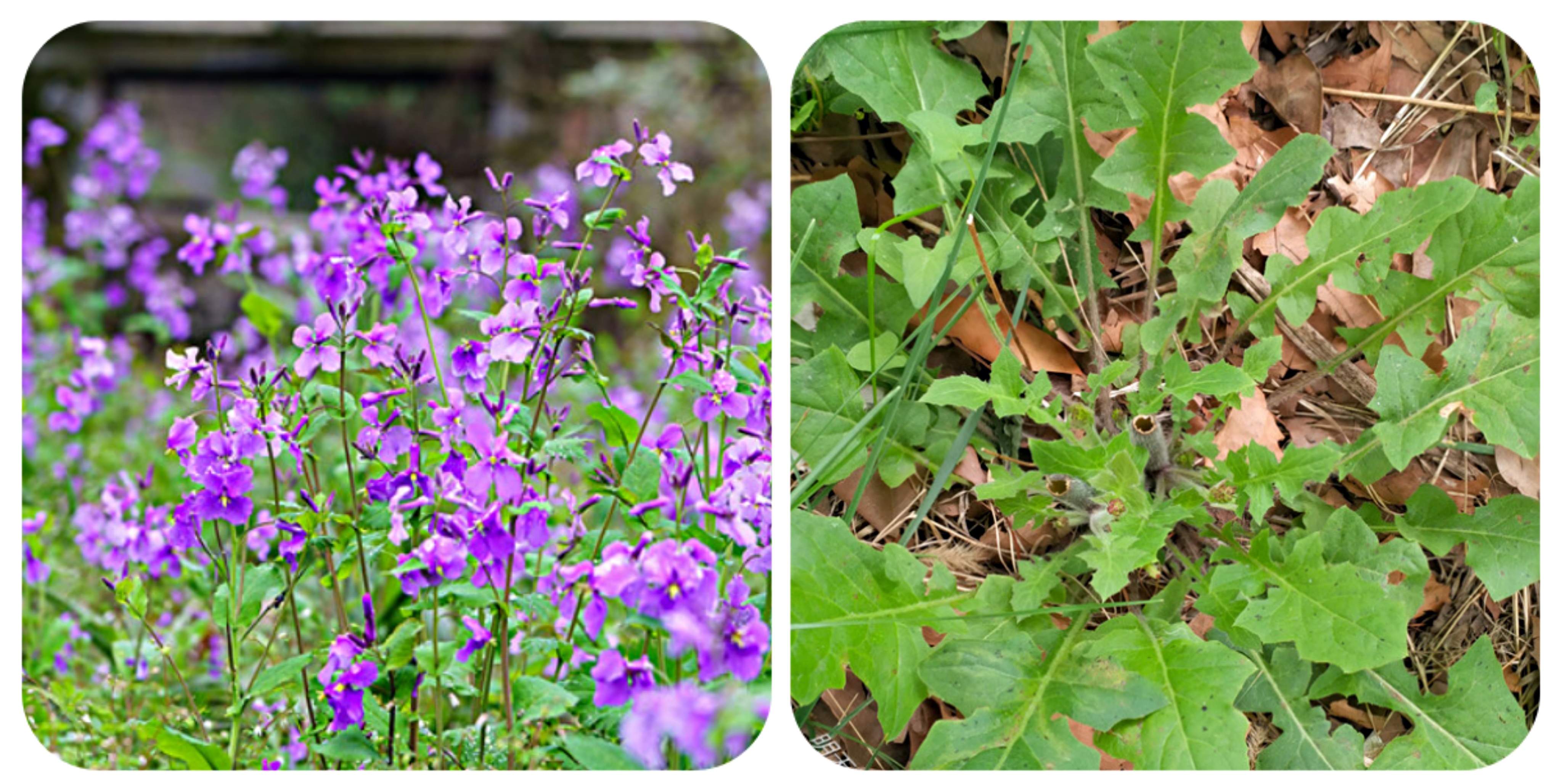 100种野菜大全图解,认识100种野菜视频大全完整版