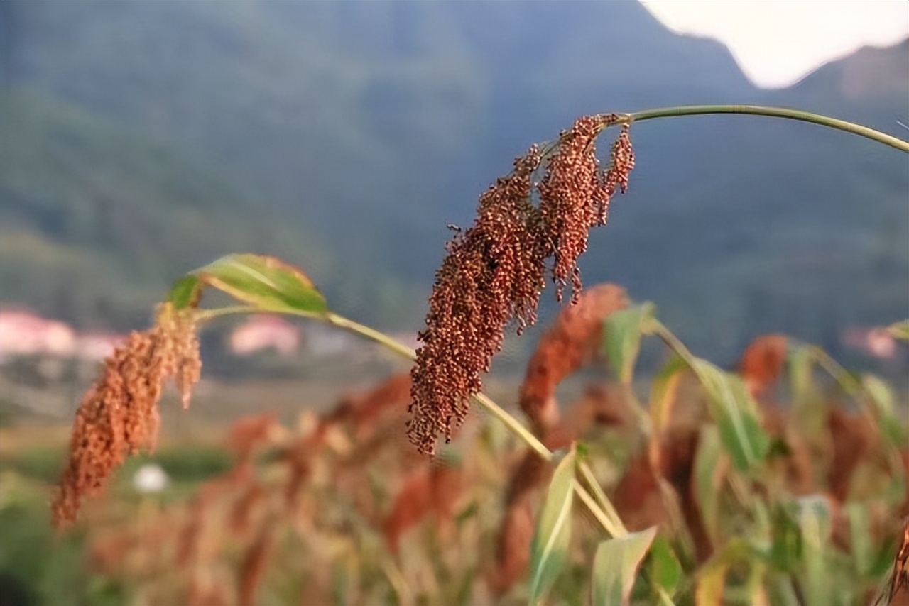 茅台档次排名前十的酒有哪些,八大名酒茅台篇