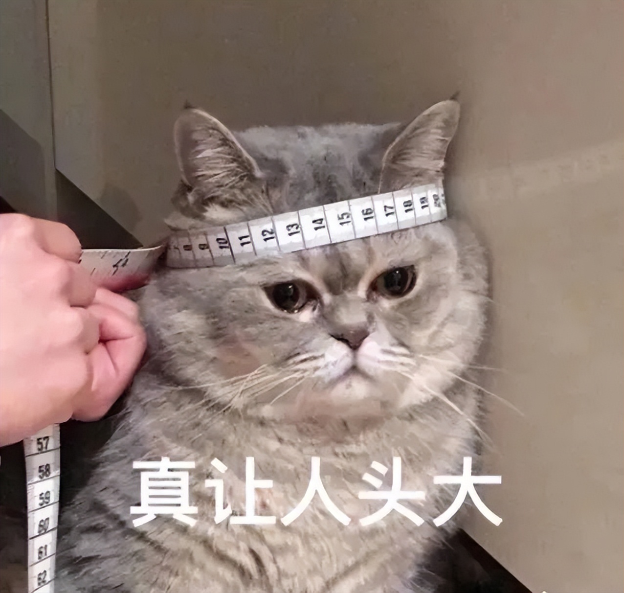 新加坡房租为什么那么贵,明年新加坡房租还会涨吗