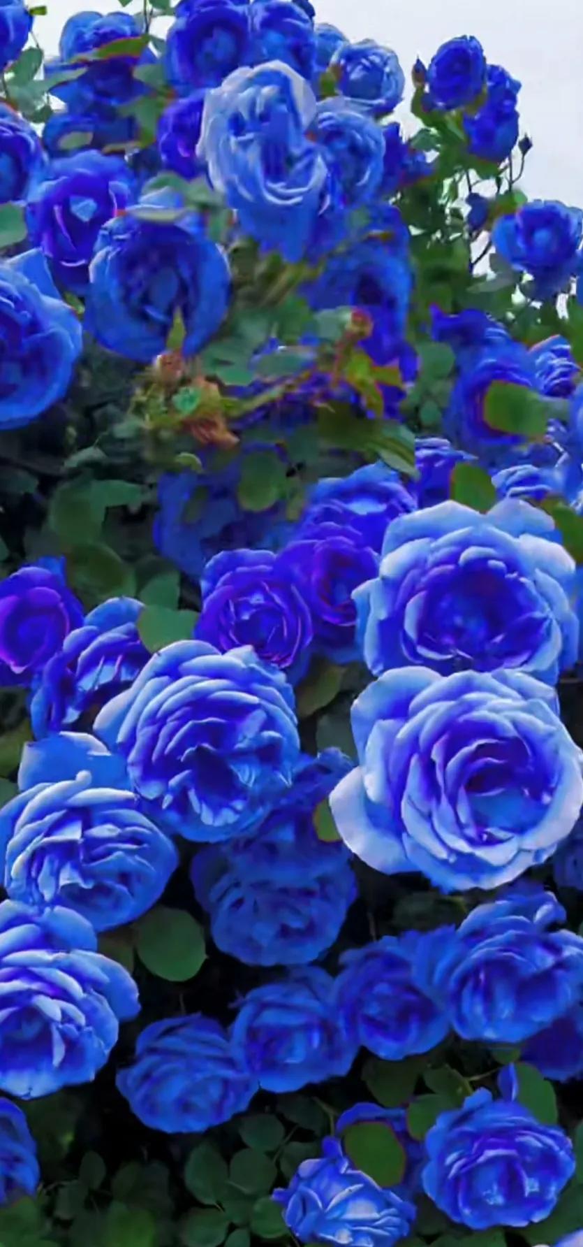 美到极致的月季花图片,仙气十足的月季花图片