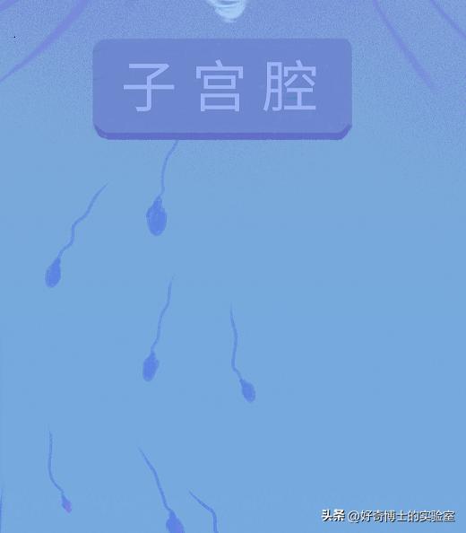 精子进入人体1小时变化,精子进入人体24小时变化