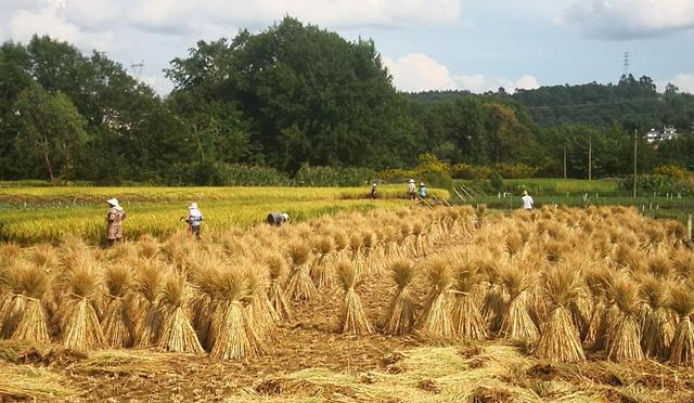 婆婆说腰疼我说去医院她又不去,婆婆喊累不想做饭