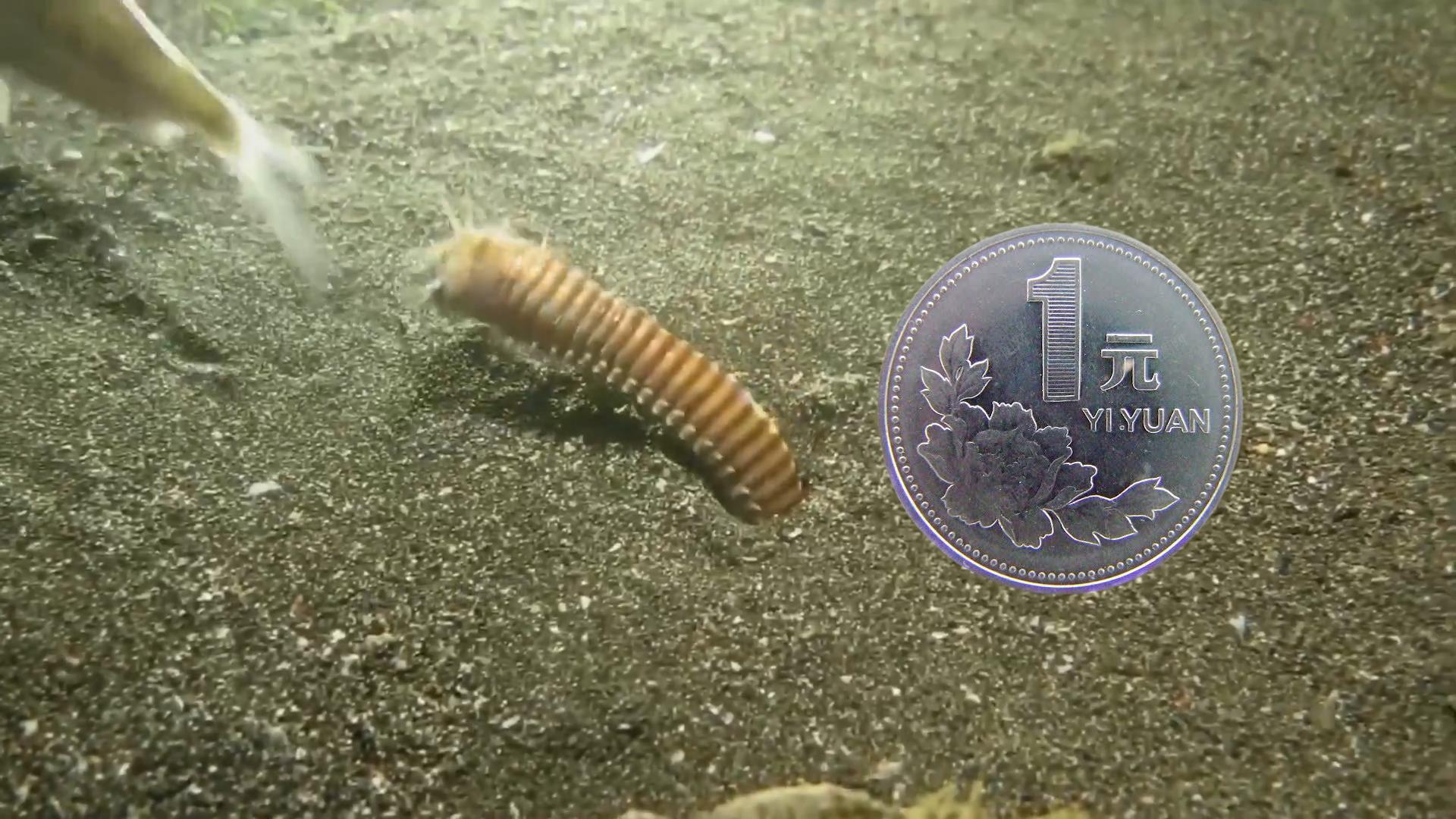 博比特虫遭遇人类袭击,巨型博比特虫