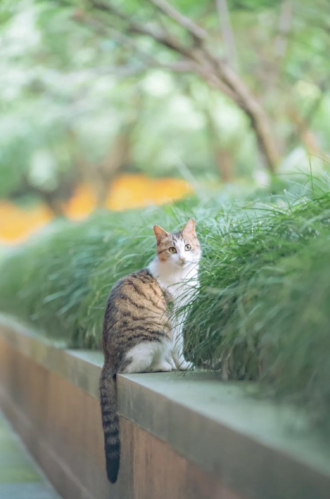 治愈系壁纸｜132张可爱小猫咪的样子