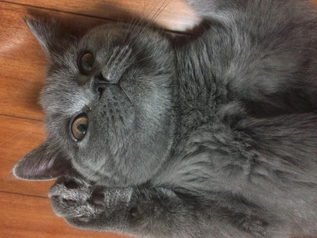 狸花猫智商相当于人类几岁,猫界智商排行榜狸花猫排第几