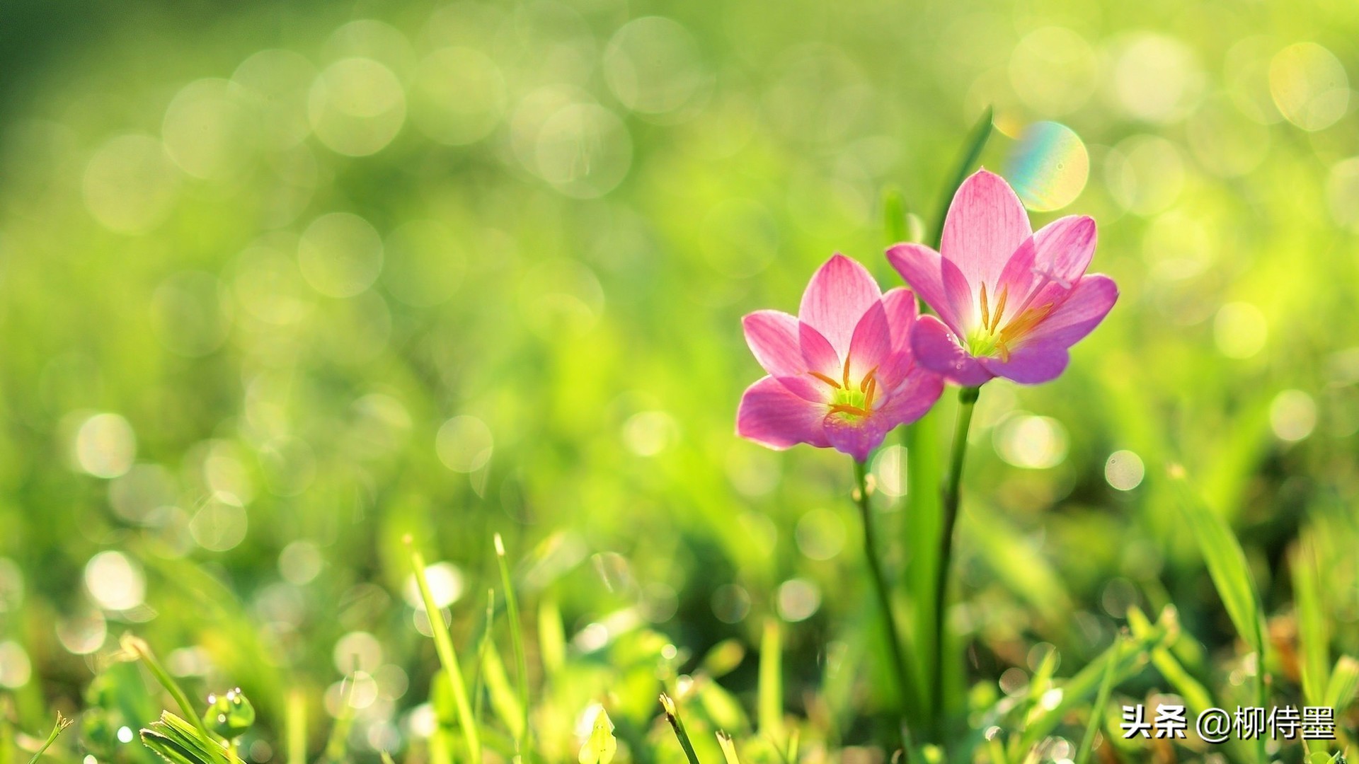 花朵唯美拍照,花朵如何拍摄唯美