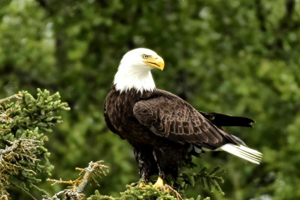 十大珍稀动物比大熊猫还稀有,比大熊猫还珍稀的十种动物